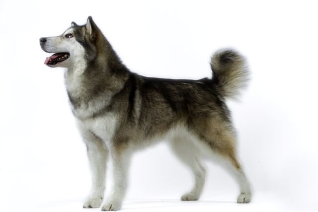 CH. So'charlie okkomut des rives du haut Verdon