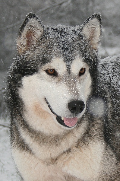 CH. Baltic okkomut des rives du haut Verdon